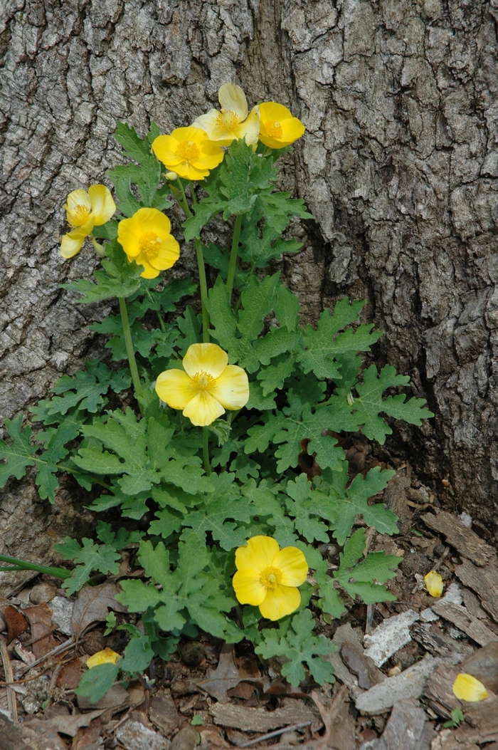 Celandine Poppy - Stylophorum diphyllum from Ancient Roots Native Nursery
