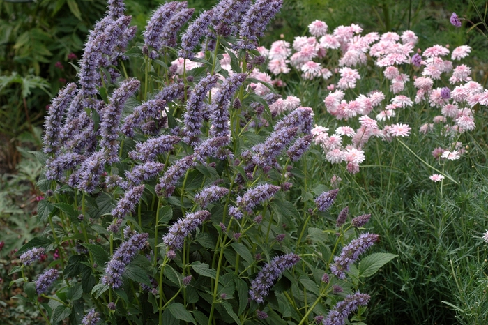 Anise Hyssop - Agastache foeniculum from Ancient Roots Native Nursery