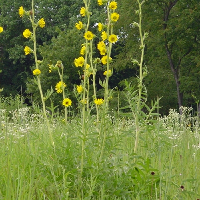 Compass Plant - Silphium laciniatum from Ancient Roots Native Nursery