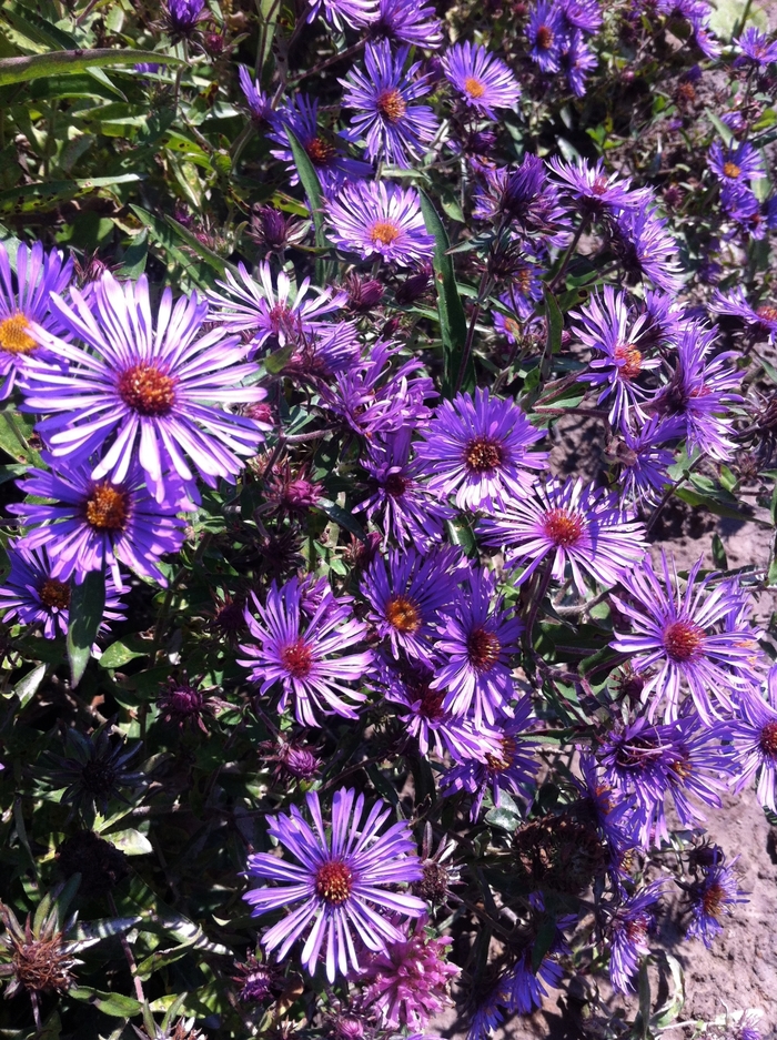 New England Aster - Aster novae-angliae from Ancient Roots Native Nursery
