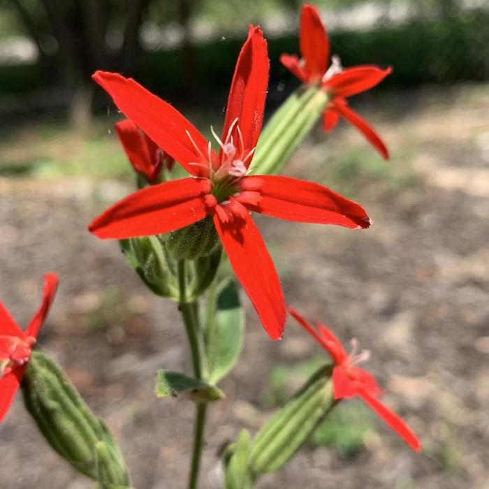 Royal Catchfly - Silene regia from Ancient Roots Native Nursery