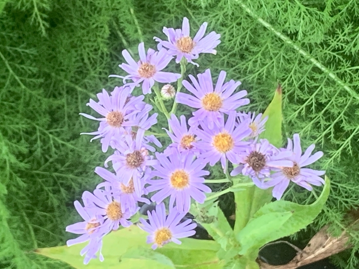 Smooth Blue Aster - Symphyotrichum laeve from Ancient Roots Native Nursery