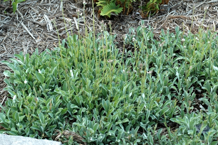 Pussytoes - Antennaria plantaginifolia from Ancient Roots Native Nursery