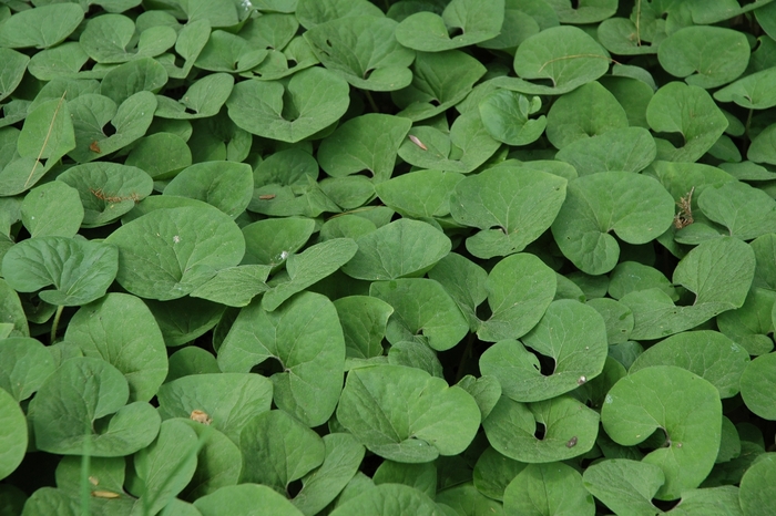 Wild Ginger - Asarum canadense from Ancient Roots Native Nursery