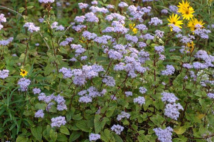 Mist Flower - Conoclinium coelestinum from Ancient Roots Native Nursery Mist Flower - Conoclinium coelestinum from Ancient Roots Native Nursery