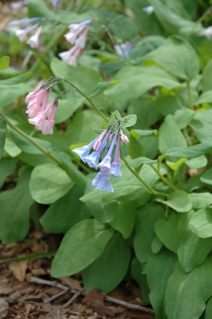 Virginia bluebell - Mertensia virginica from Ancient Roots Native Nursery