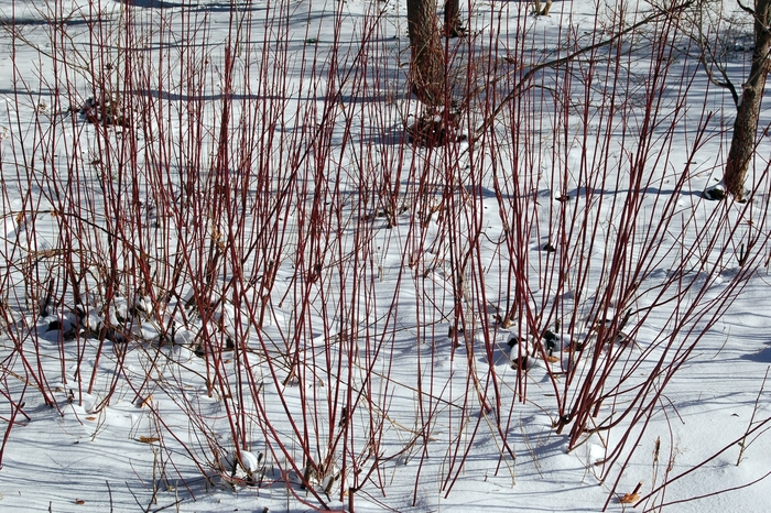 Red Osier Dogwood - Cornus sericea from Ancient Roots Native Nursery