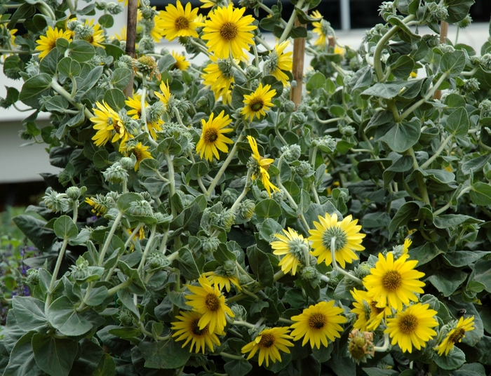 Ashy Sunflower - Helianthus mollis from Ancient Roots Native Nursery