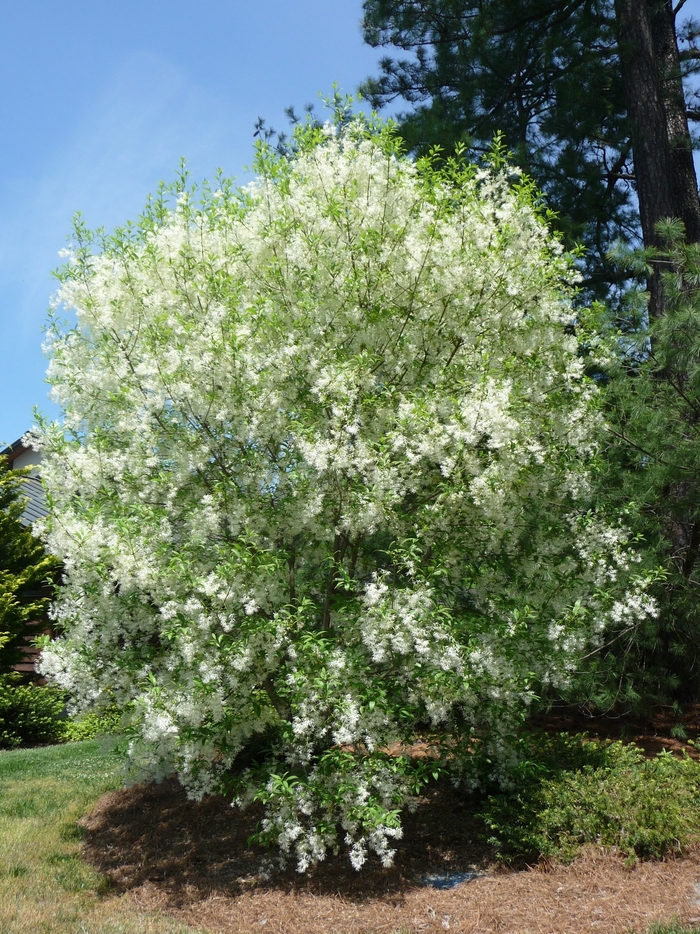 White Fringe Tree - Chionanthus virginicus from Ancient Roots Native Nursery