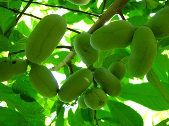 Paw Paw Tree - Asimina triloba from Ancient Roots Native Nursery Paw Paw Tree - Asimina triloba from Ancient Roots Native Nursery