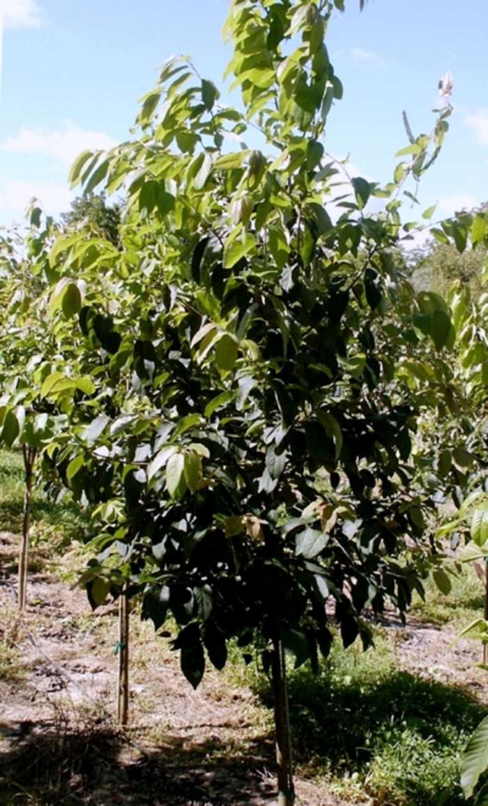 Persimmon - Diospyros virginiana from Ancient Roots Native Nursery
