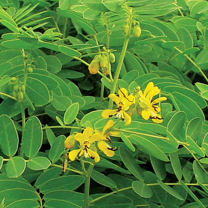 Wild Senna - Senna hebecarpa from Ancient Roots Native Nursery