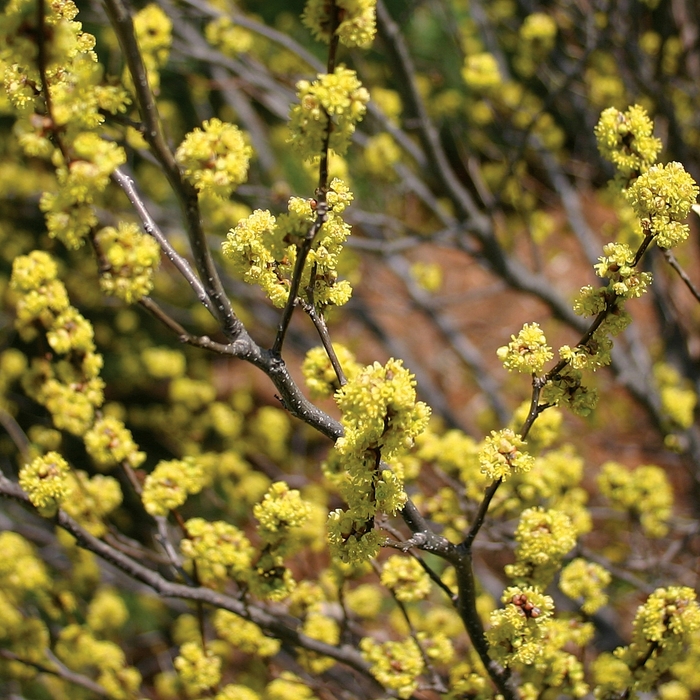 Spicebush - Lindera benzoin from Ancient Roots Native Nursery