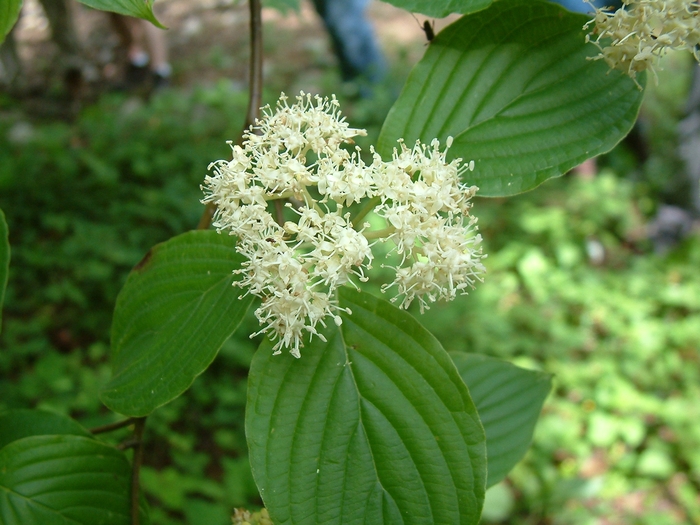 Alternate Pagoda Dogwood - Cornus alternifolia from Ancient Roots Native Nursery