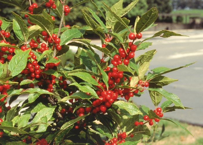 Winterberry - Ilex verticilata from Ancient Roots Native Nursery