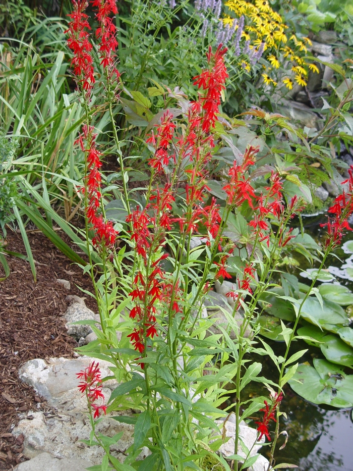 Cardinal Flower - Lobelia cardinalis from Ancient Roots Native Nursery Cardinal Flower - Lobelia cardinalis from Ancient Roots Native Nursery