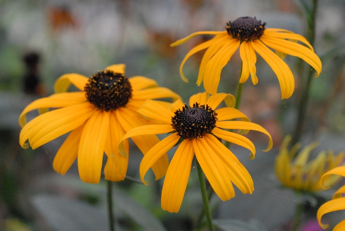 Orange Coneflower - Rudbeckia fulgida from Ancient Roots Native Nursery