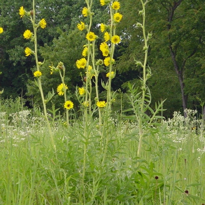 Compass Plant - Silphium laciniatum from Ancient Roots Native Nursery Compass Plant - Silphium laciniatum from Ancient Roots Native Nursery