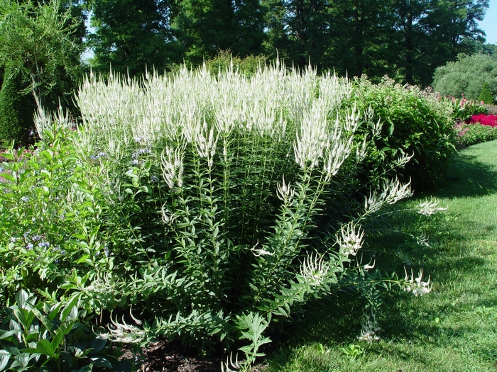 Culver's Root - Veronicastrum virginicum from Ancient Roots Native Nursery