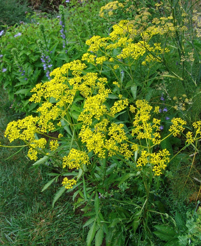 Golden Alexander - Zizia aurea from Ancient Roots Native Nursery