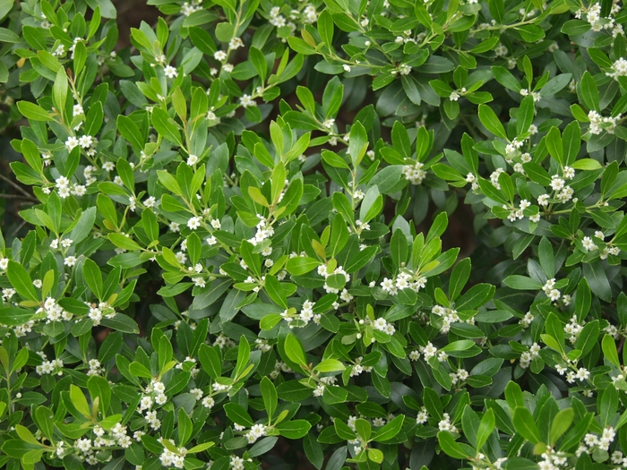 Inkberry Holly - Ilex glabra from Ancient Roots Native Nursery Inkberry Holly - Ilex glabra from Ancient Roots Native Nursery
