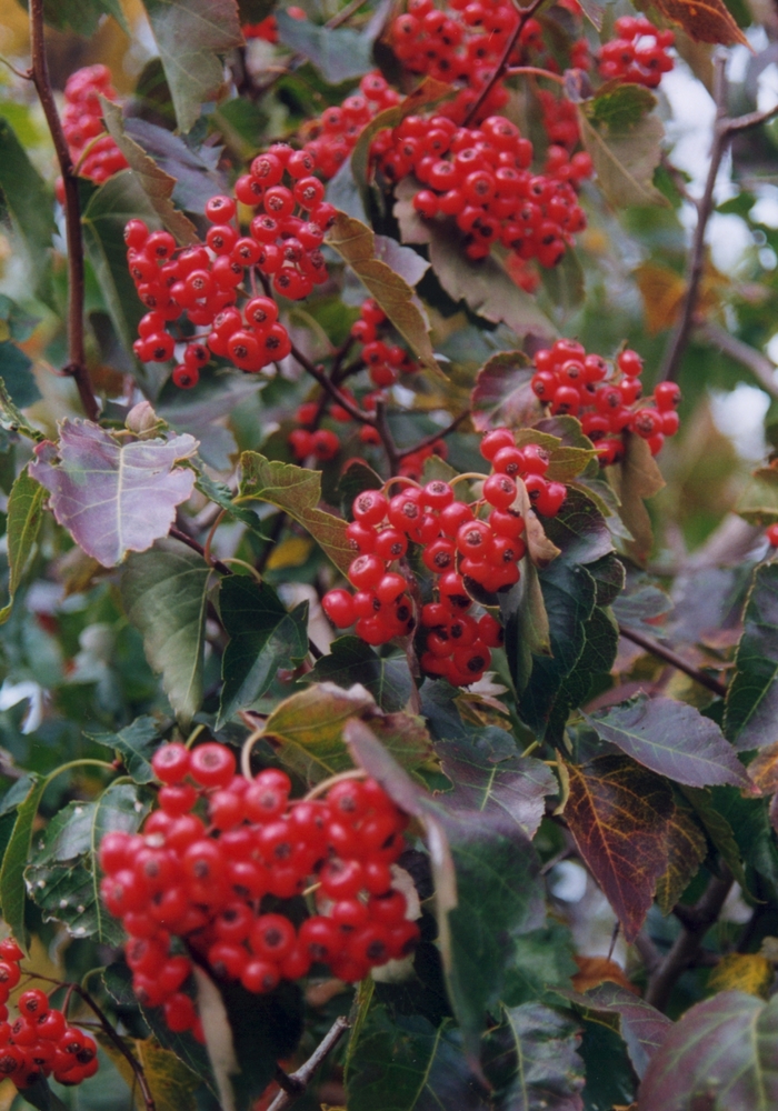 Washington Hawthorn - Crataegus phaenopyrum from Ancient Roots Native Nursery