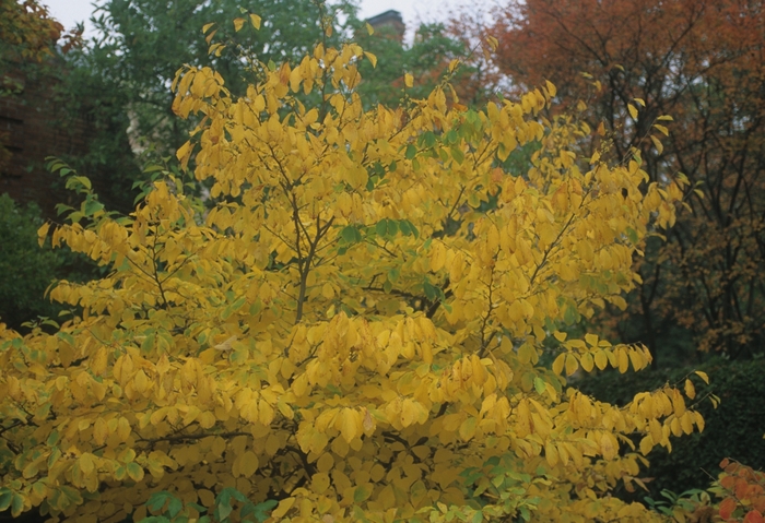 Hamamelis from Burncoose Nurseries