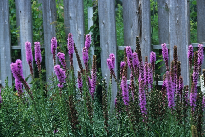 Dense Blazing Star - Liatris spicata from Ancient Roots Native Nursery Dense Blazing Star - Liatris spicata from Ancient Roots Native Nursery
