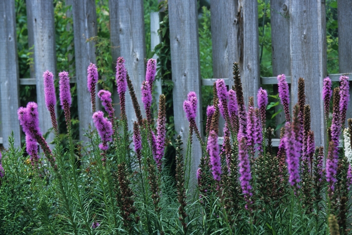 Dense Blazing Star - Liatris spicata from Ancient Roots Native Nursery