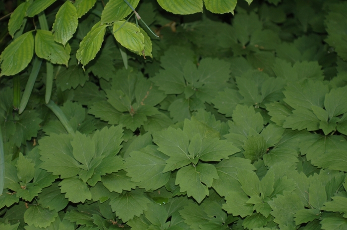 Allegheny spurge - Pachysandra procumbens from Ancient Roots Native Nursery