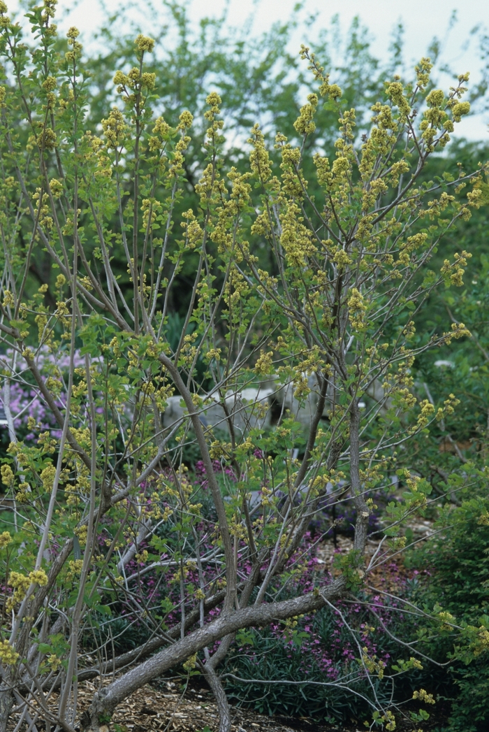 Rhus aromatica Fragrant Sumac Ancient Roots Native Nursery