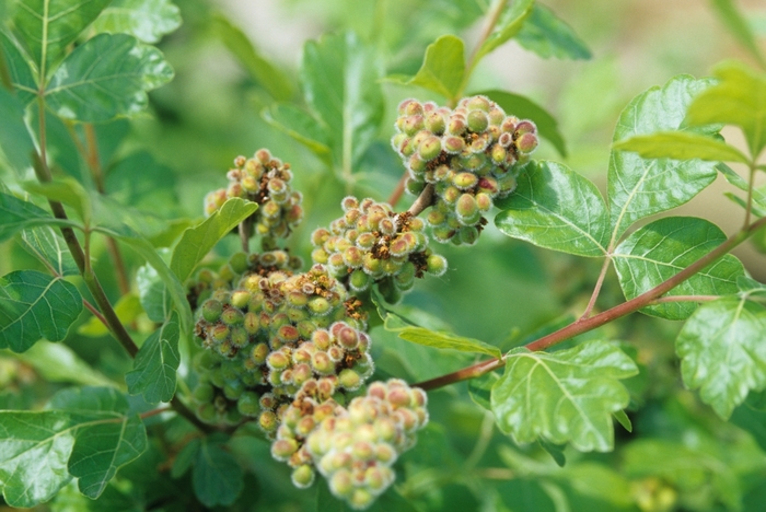 Fragrant Sumac - Rhus aromatica from Ancient Roots Native Nursery