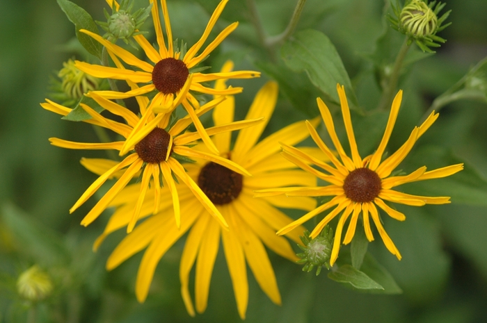 Sweet Blackeye Susan - Rudbeckia subtomentosa from Ancient Roots Native Nursery Sweet Blackeye Susan - Rudbeckia subtomentosa from Ancient Roots Native Nursery