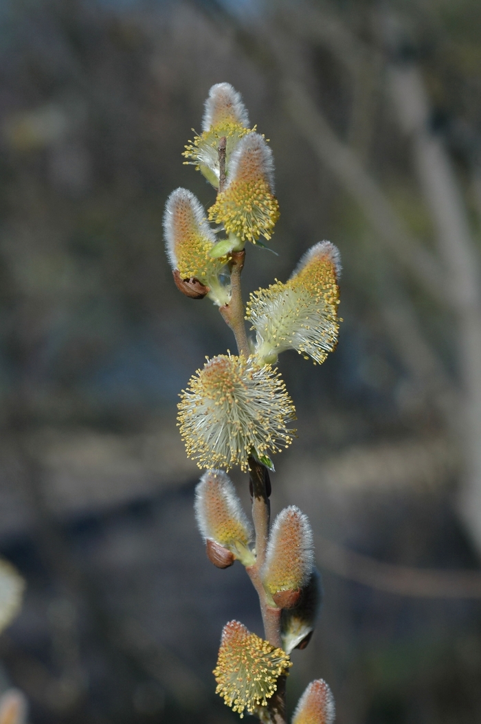 Pussy Willow - Salix discolor from Ancient Roots Native Nursery