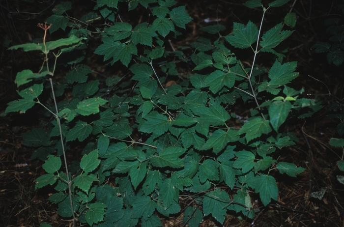 Mapleleaf Viburnum - Viburnum acerifolium from Ancient Roots Native Nursery