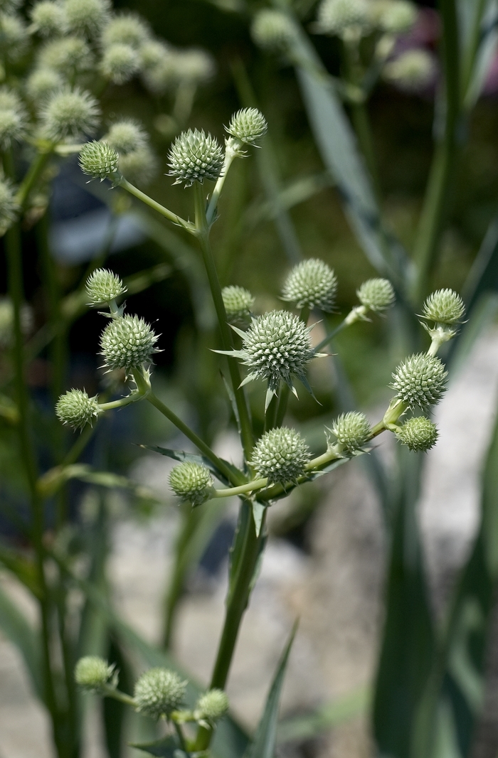 Rattlesnake Master - Eryngium yuccifolium from Ancient Roots Native Nursery Rattlesnake Master - Eryngium yuccifolium from Ancient Roots Native Nursery