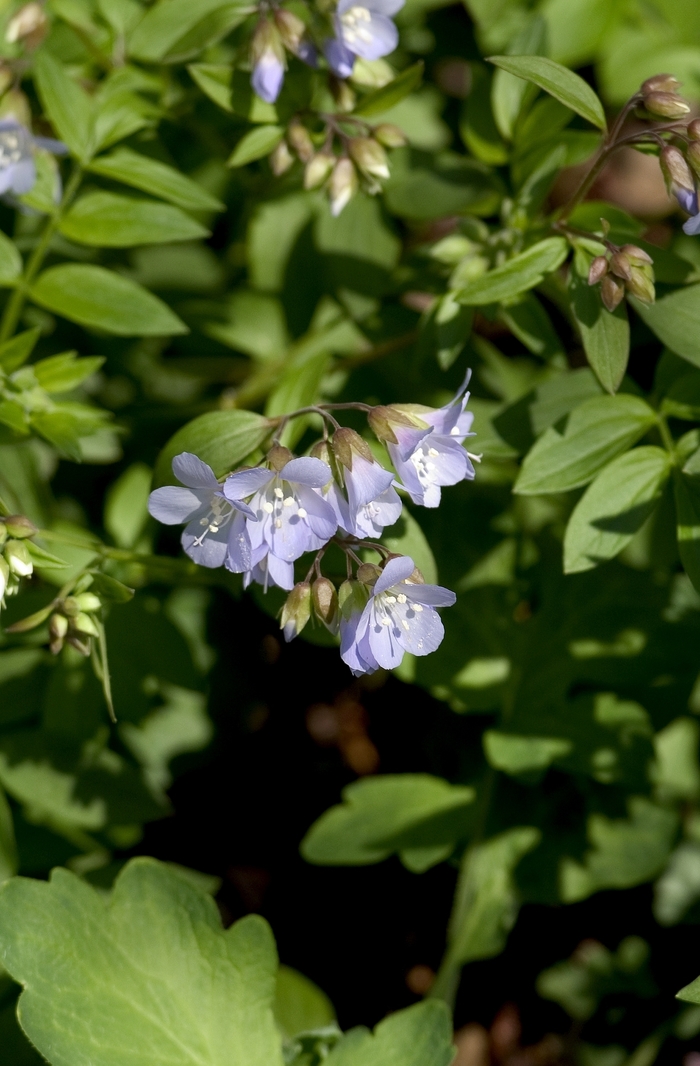 Jacob's Ladder - Polemonium reptans from Ancient Roots Native Nursery Jacob's Ladder - Polemonium reptans from Ancient Roots Native Nursery