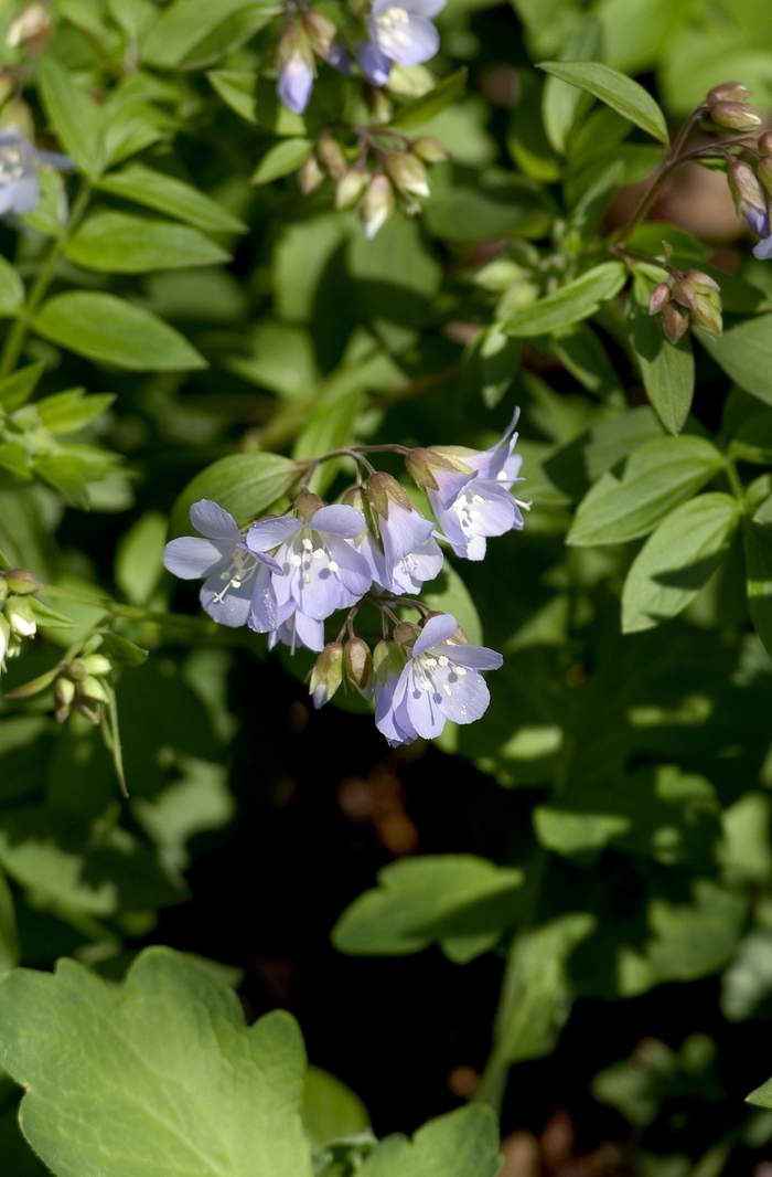 Jacob's Ladder - Polemonium reptans from Ancient Roots Native Nursery