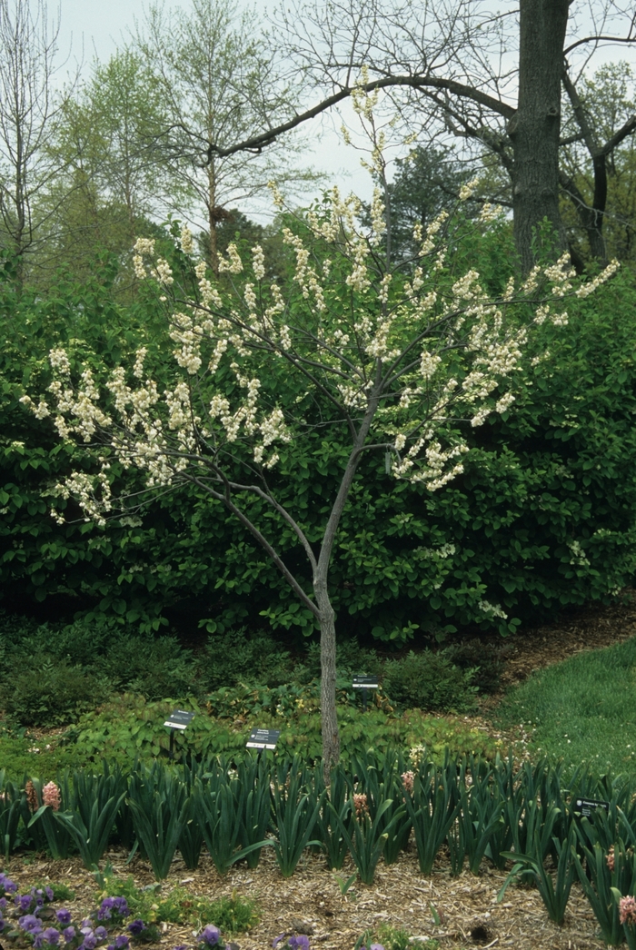 Carolina Silverbell - Halesia carolina from Ancient Roots Native Nursery