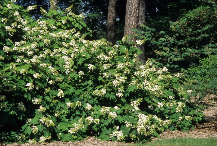 Oakleaf Hydrangea - Hydrangea quercifolia from Ancient Roots Native Nursery Oakleaf Hydrangea - Hydrangea quercifolia from Ancient Roots Native Nursery