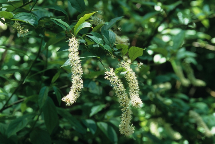 Virginia Sweetspire - Itea virginica from Ancient Roots Native Nursery