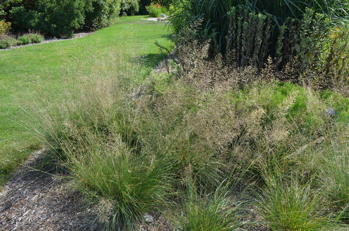 Prairie Dropseed - Sporobolus heterolepis from Ancient Roots Native Nursery