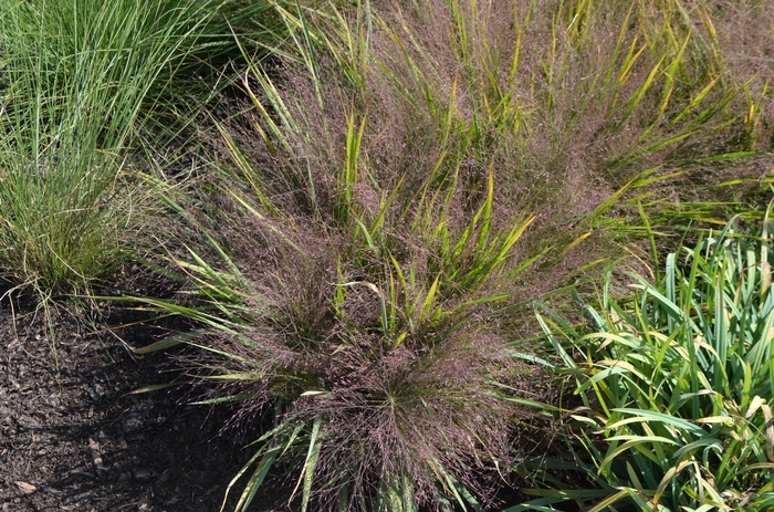 Purple Love Grass - Eragrostis spectabilis from Ancient Roots Native Nursery Purple Love Grass - Eragrostis spectabilis from Ancient Roots Native Nursery