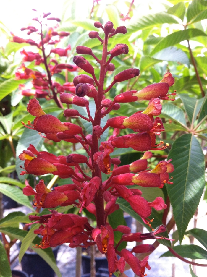 Red Buckeye - Aesculus pavia from Ancient Roots Native Nursery Red Buckeye - Aesculus pavia from Ancient Roots Native Nursery
