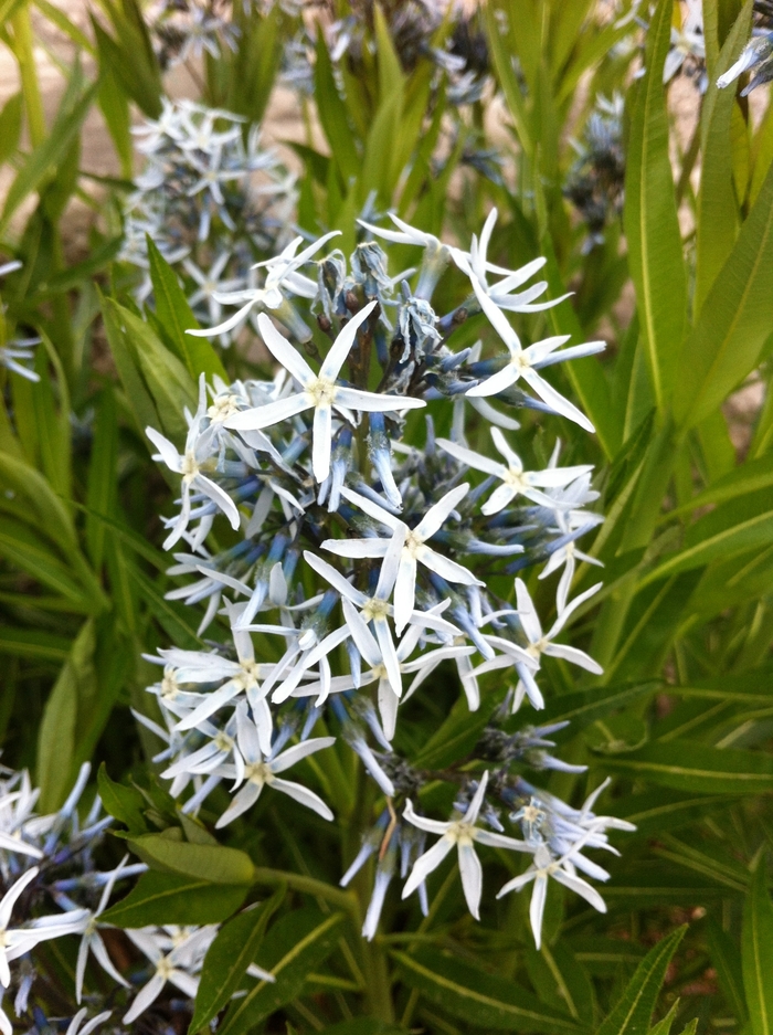 Eastern Blue Star - Amsonia tabernaemontana from Ancient Roots Native Nursery Eastern Blue Star - Amsonia tabernaemontana from Ancient Roots Native Nursery