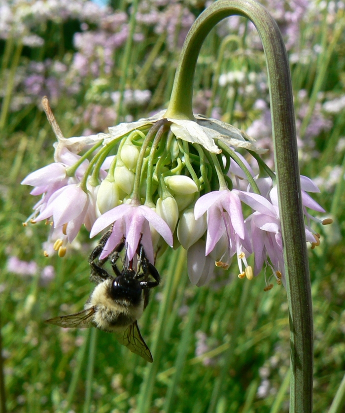 Nodding Onion - Allium cernuum (Nodding Onion) from Ancient Roots Native Nursery