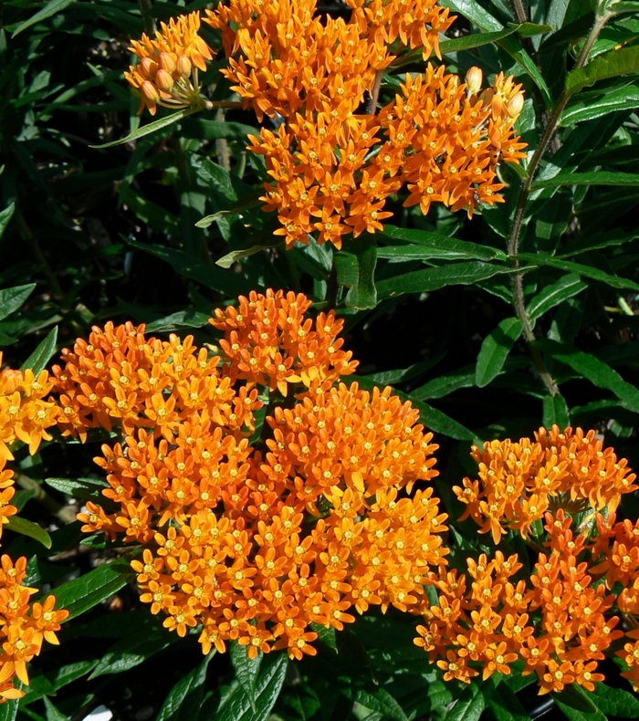 Butterfly Milkweed - Asclepias tuberosa from Ancient Roots Native Nursery