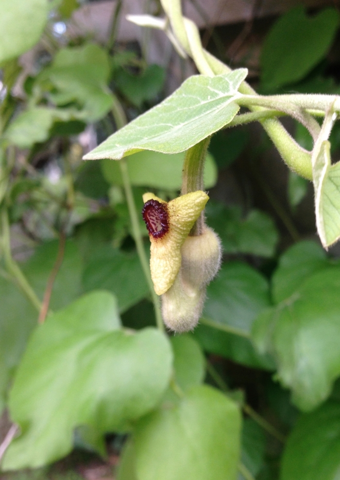 Woolly Dutchman's Pipe - Aristolochia tomentosa from Ancient Roots Native Nursery