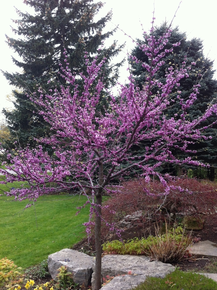 Eastern Redbud - Cercis canadensis from Ancient Roots Native Nursery Eastern Redbud - Cercis canadensis from Ancient Roots Native Nursery