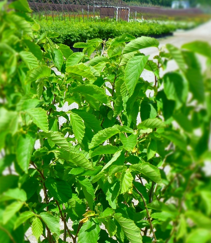 American Hazelnut - Corylus americana from Ancient Roots Native Nursery